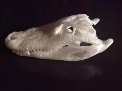Alligator skull (CT scan)