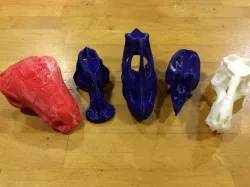 Anatomically Accurate Dinosaur Skulls