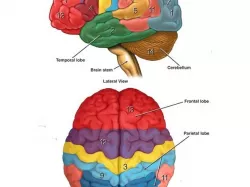 Brain Diagram