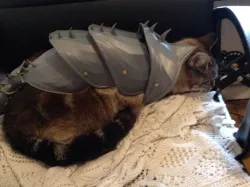 cat armour