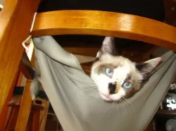 Cat Hammock