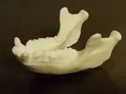 Monkey mandible
