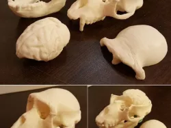 Monkey skull and brain