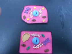 Animal and Plant Cell Construction Kit