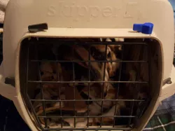 Animal carrier replacement door latch