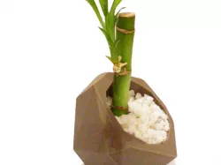 Bonny´s Planter