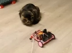 Cat Rover