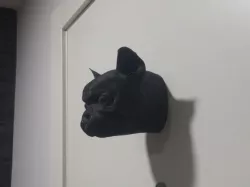French bulldog