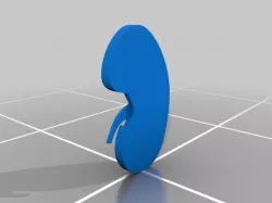 kidney