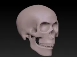 Skull and Jaw