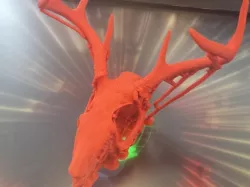 100% Authentic Jackelope Skull