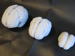 Gestational Developmental Brains- Human 23-37 Weeks