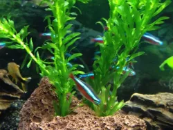 Aquarium Plant Fixation III