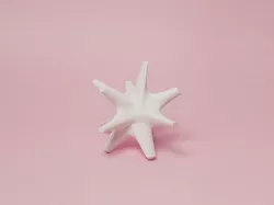Asteroidea