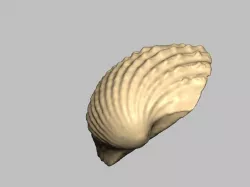 Seashell 1