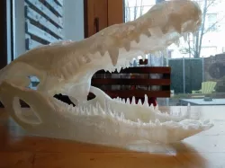 Alligator Skull