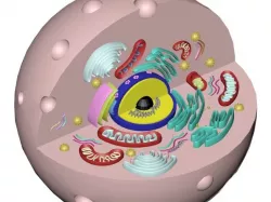 animal cell / eukaryotic cell -model