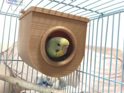 Bird House
