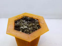 Little Garden Starter pack (large seed edition)