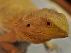 real live (bearded) dragon photoscan