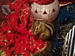 Squirrel house