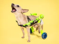 FiGO |  Rear Support Pet Wheelchair
