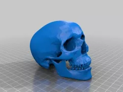 Human_Skull