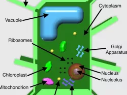 Plant Cell Model