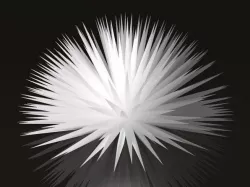 Sea urchin