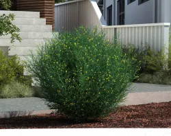 Acacia Aphylla 3D model