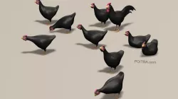 Chicken Ranch - Rooster and 9 Posed Hens - Black -  3D model
