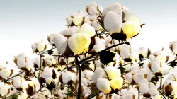 Cotton  3D model