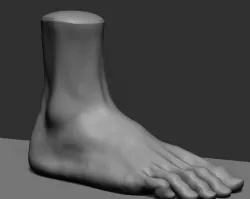 Foot v2 3D model