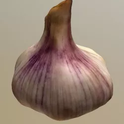 Garlic model 3D model