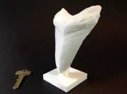 Giant Prehistoric Shark Tooth!