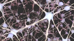 Neurons 3D model