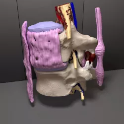 Part of the Human Spine 3D model