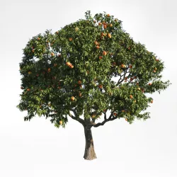 Peach Tree6 3D model