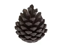 pine cone 3D model
