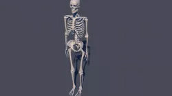 SKELETON 3D model