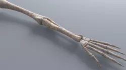 Skeleton Hand 3D model