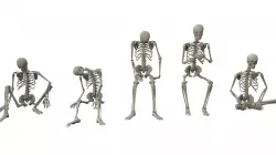 Skeleton Sitting Poses Low-poly  3D model