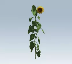 Sunflower 3D model
