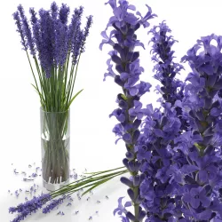 The bouquet of lavender in a vase 3D model