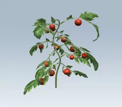 Tomato 3D model