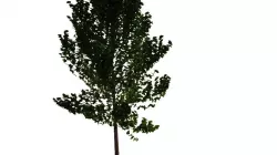Trees