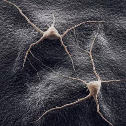 two neurons on a background 3D model