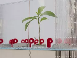 Urban Personal Desktop Greenhouse