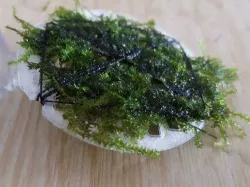 Aquarium Moss Mesh 5cm Circle