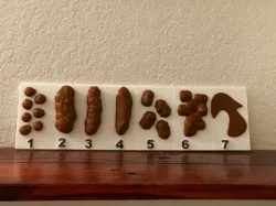 Bristol Stool Chart, Inspired by Dr. Oz